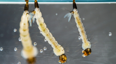 Anti-Larvae Treatment Service