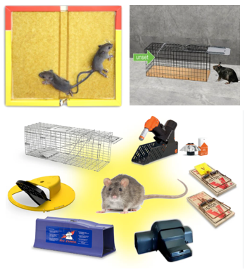 Rodent Control Service